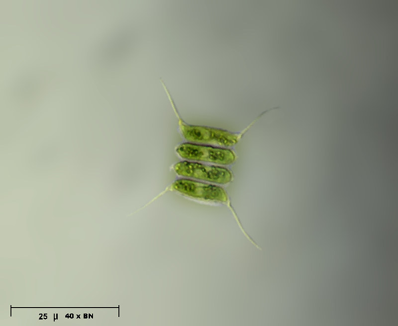 Scenedesmus quadricauda var longispina