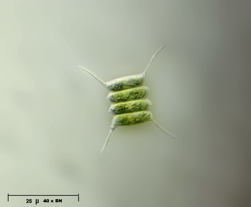 Scenedesmus quadricauda var longispina