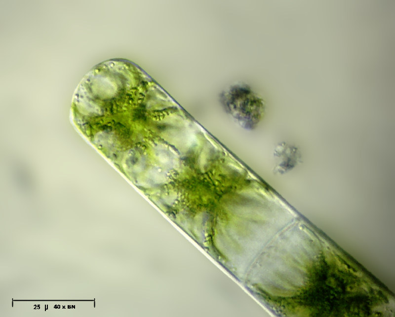 Zygnema sp.