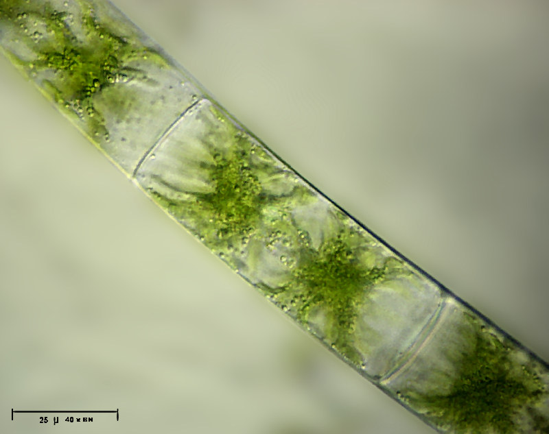 Zygnema sp.
