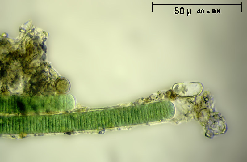 Lyngbia sp.