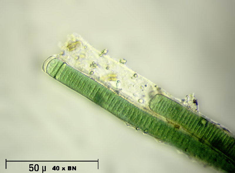 Lyngbia sp.