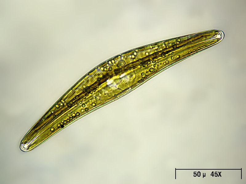 Cymbella lanceolata