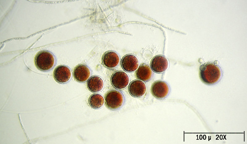 Haematococcus pluvialis