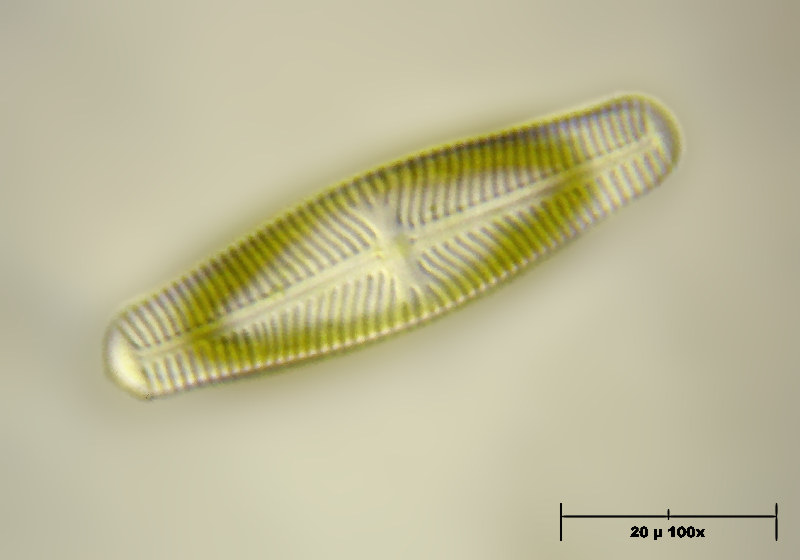 Navicula sp.