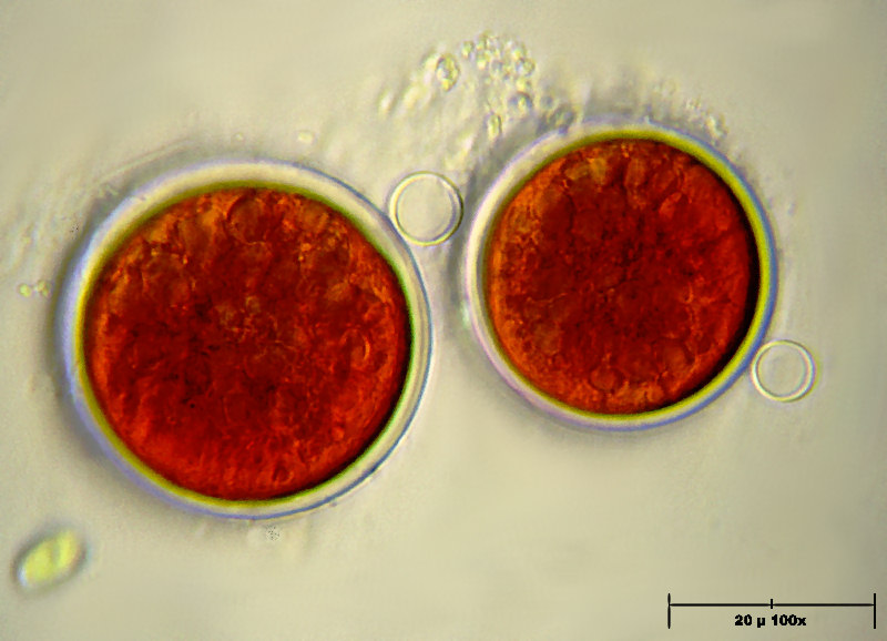 ematococchi, nessun risveglio