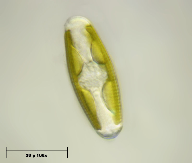 Navicula reinhardtii
