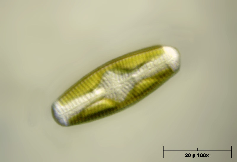Navicula reinhardtii