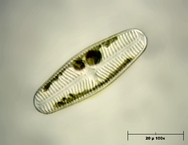 Navicula reinhardtii