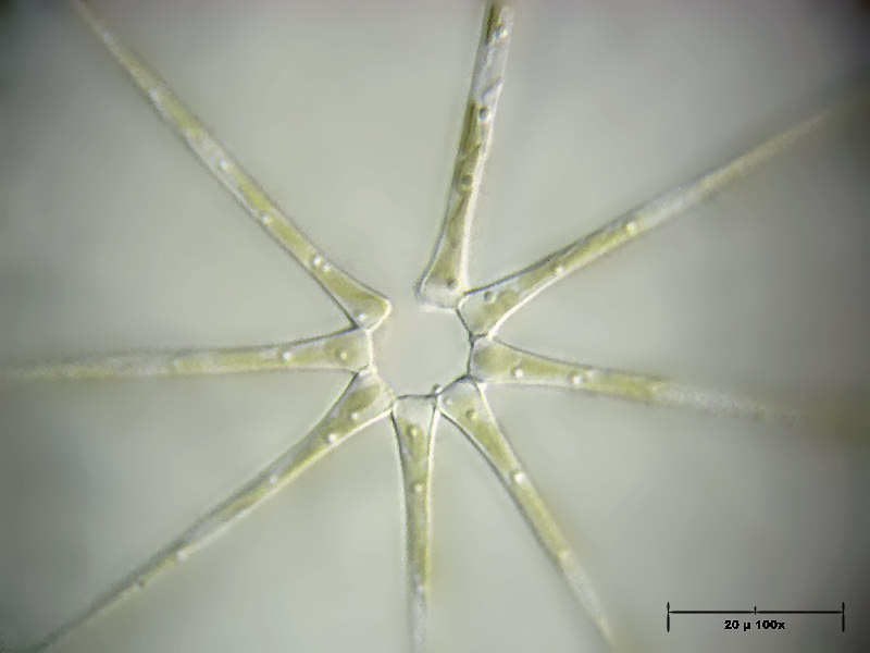 Asterionella formosa
