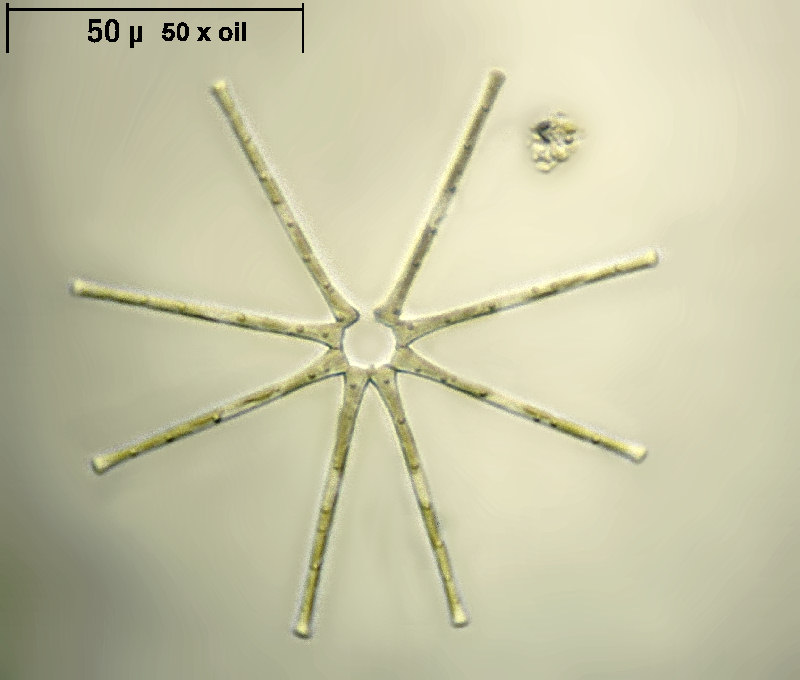 Asterionella formosa