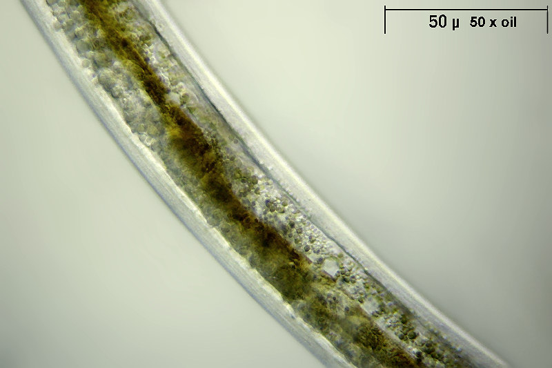 Nematode, ci riprovo - particolari