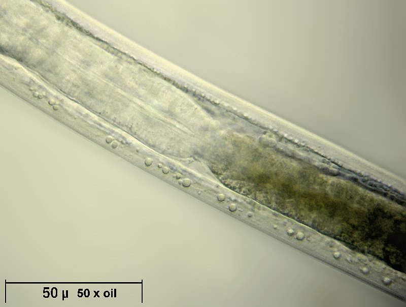 Nematode, ci riprovo - particolari