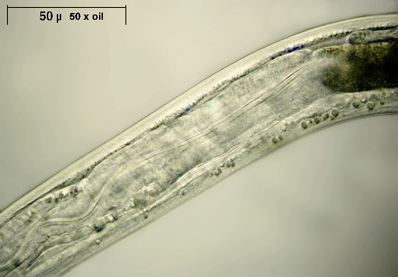 Nematode, ci riprovo - particolari