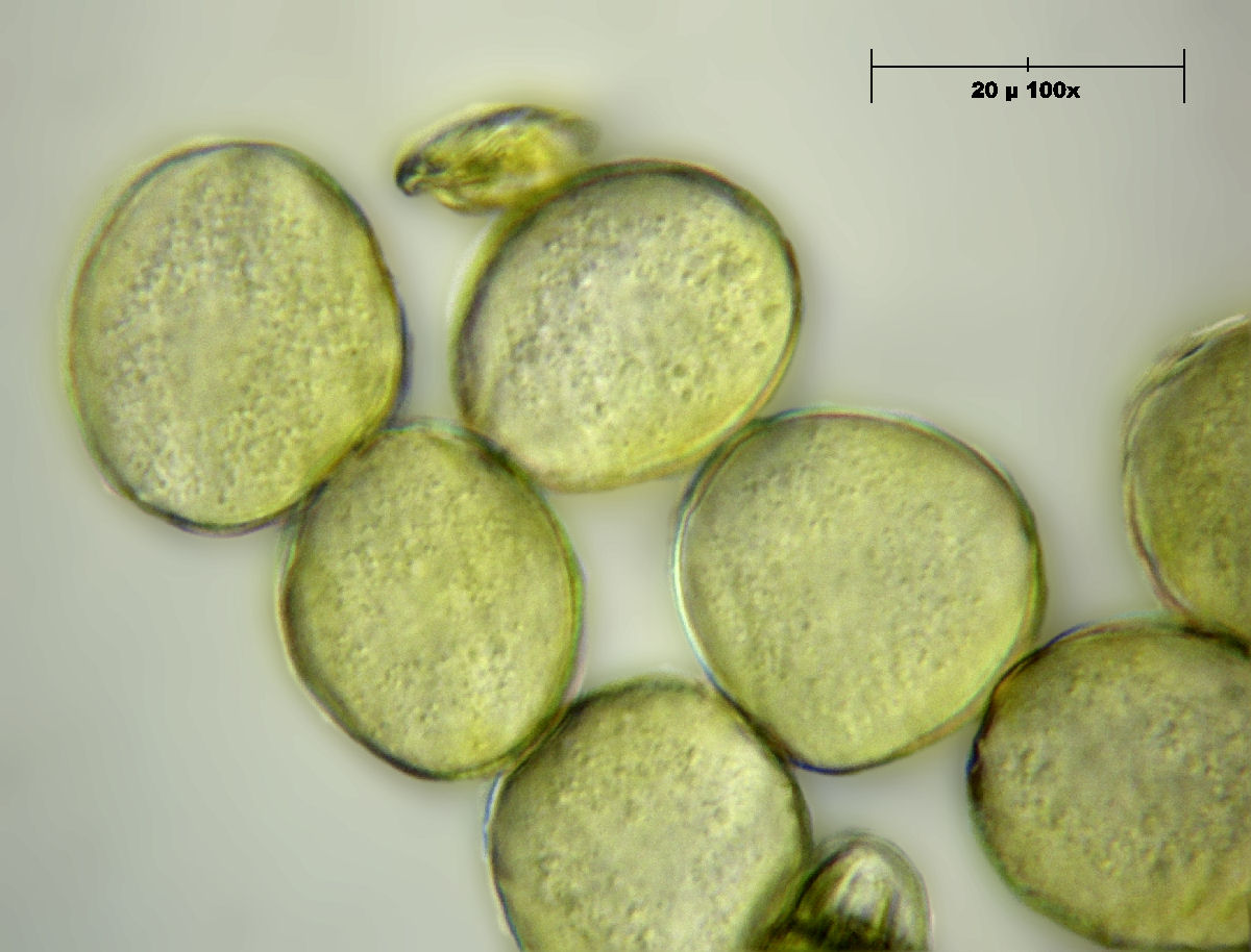 Potentilla fruticosa - fiore e polline
