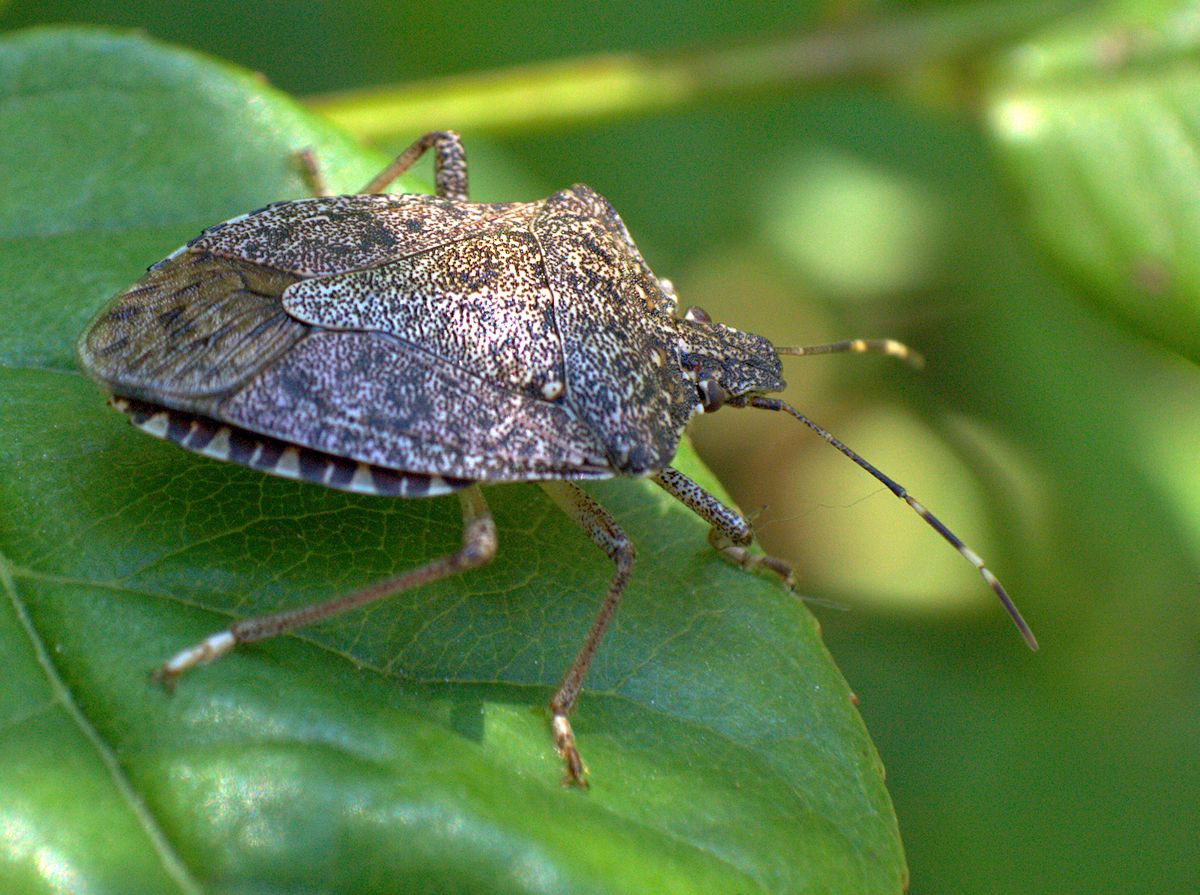 Rhaphigaster nebulosa? No, Halyomorpha halys