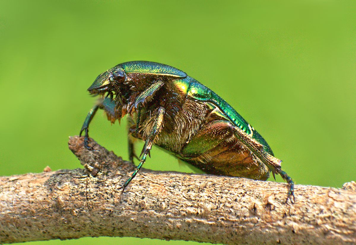 Cetonia aurata