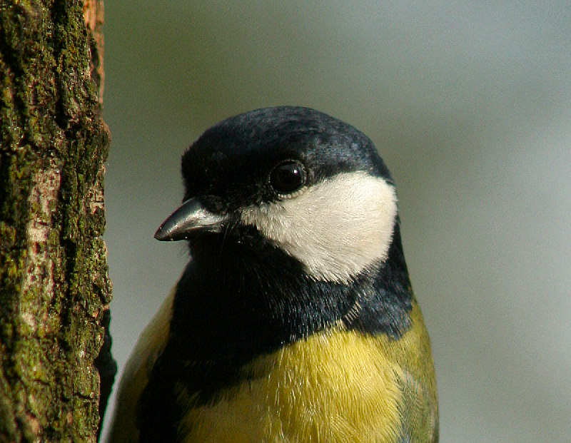 ritratti