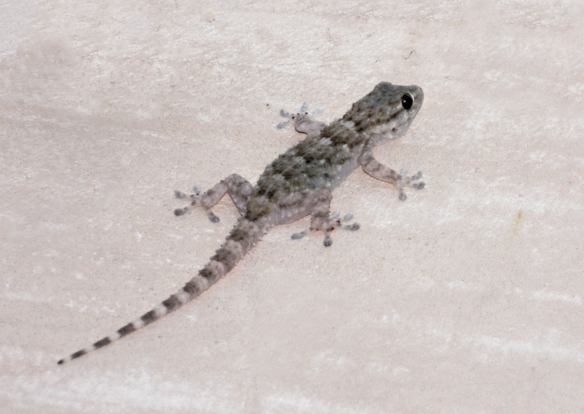 geco da identificare