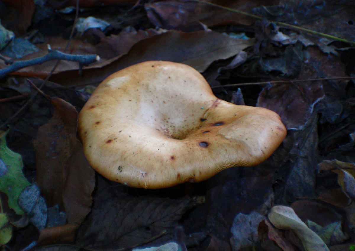 Lepista flaccida - microscopia