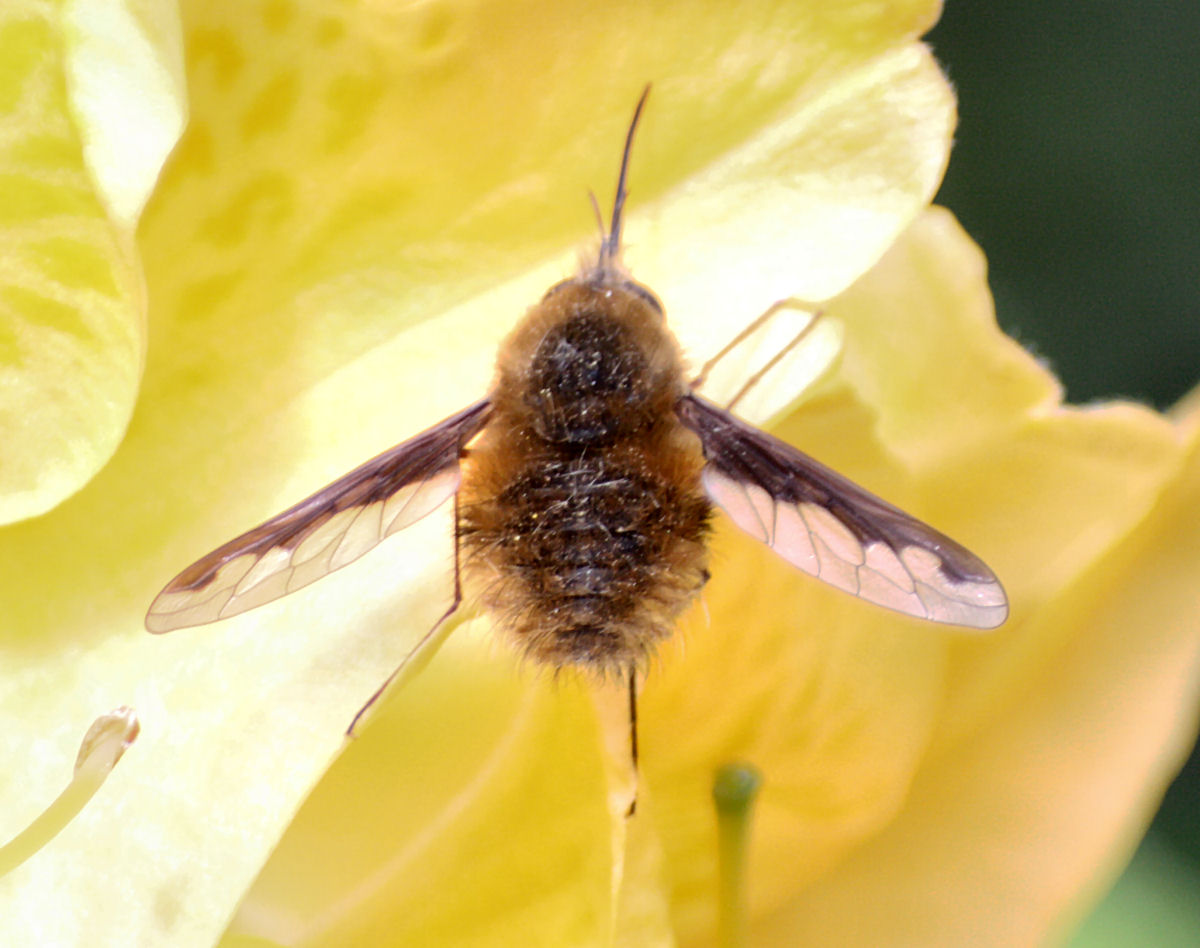 Bombylius cfr maior