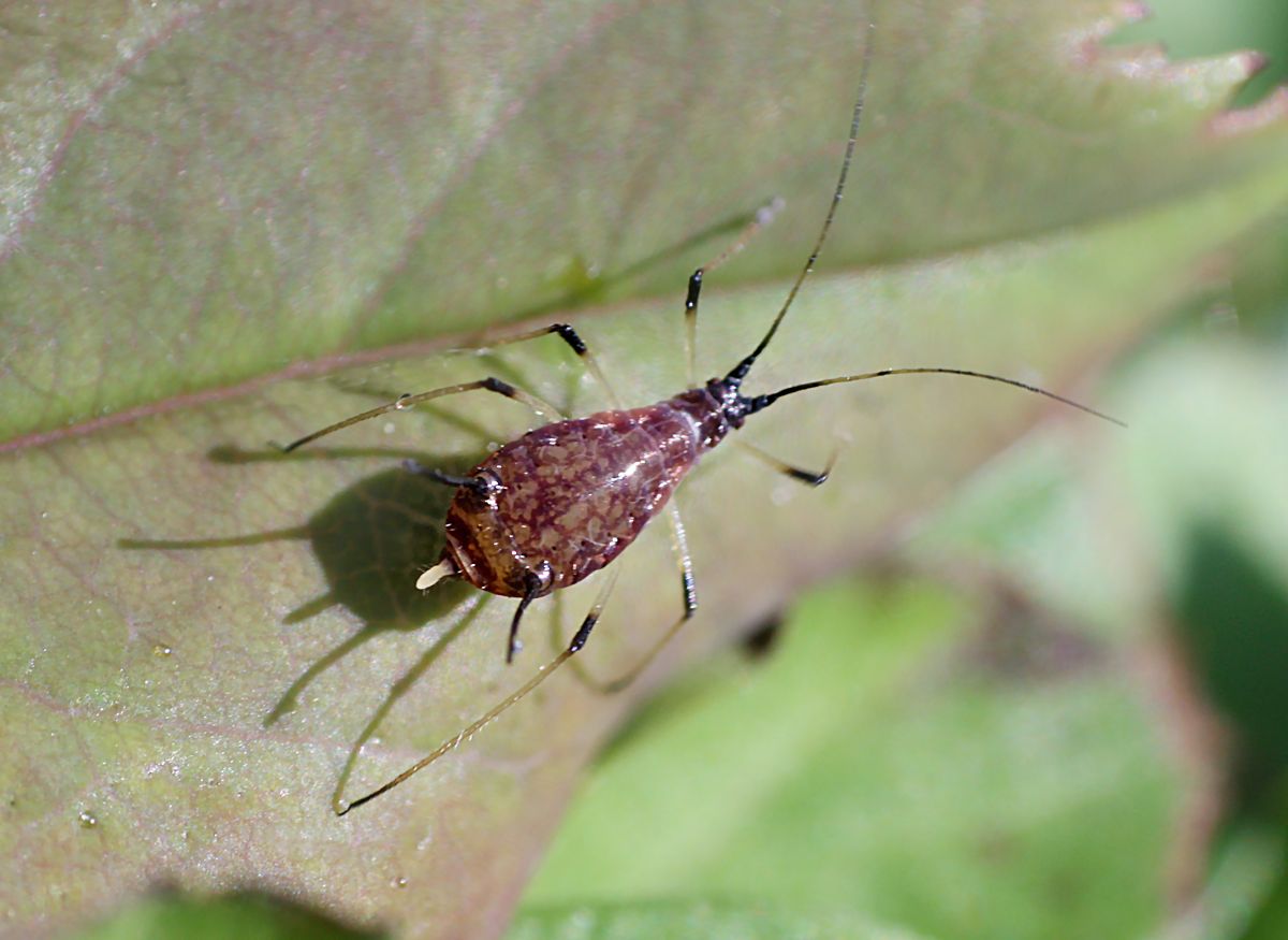 Macrosiphum rosae ??