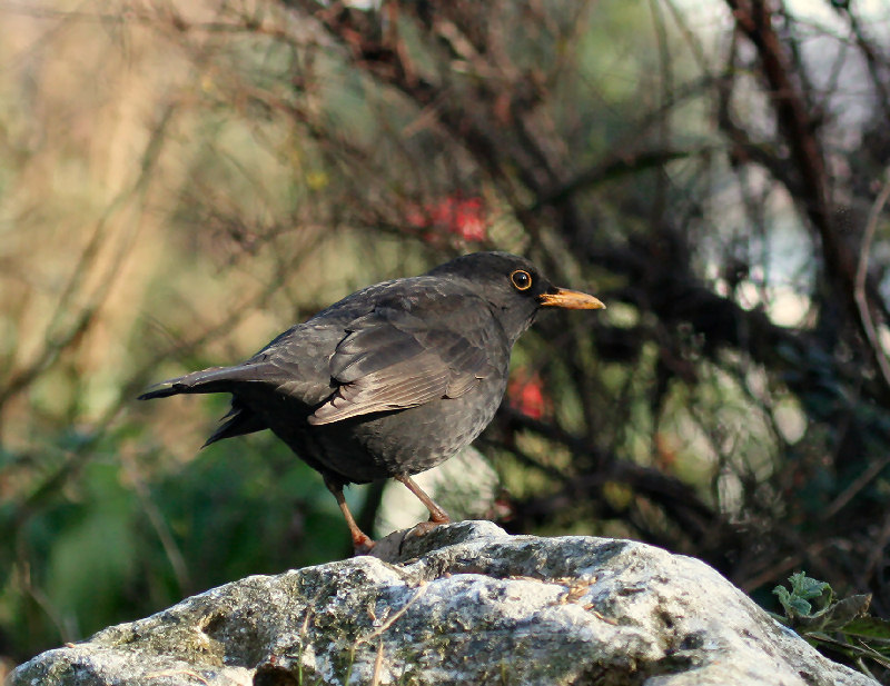 Turdus merula