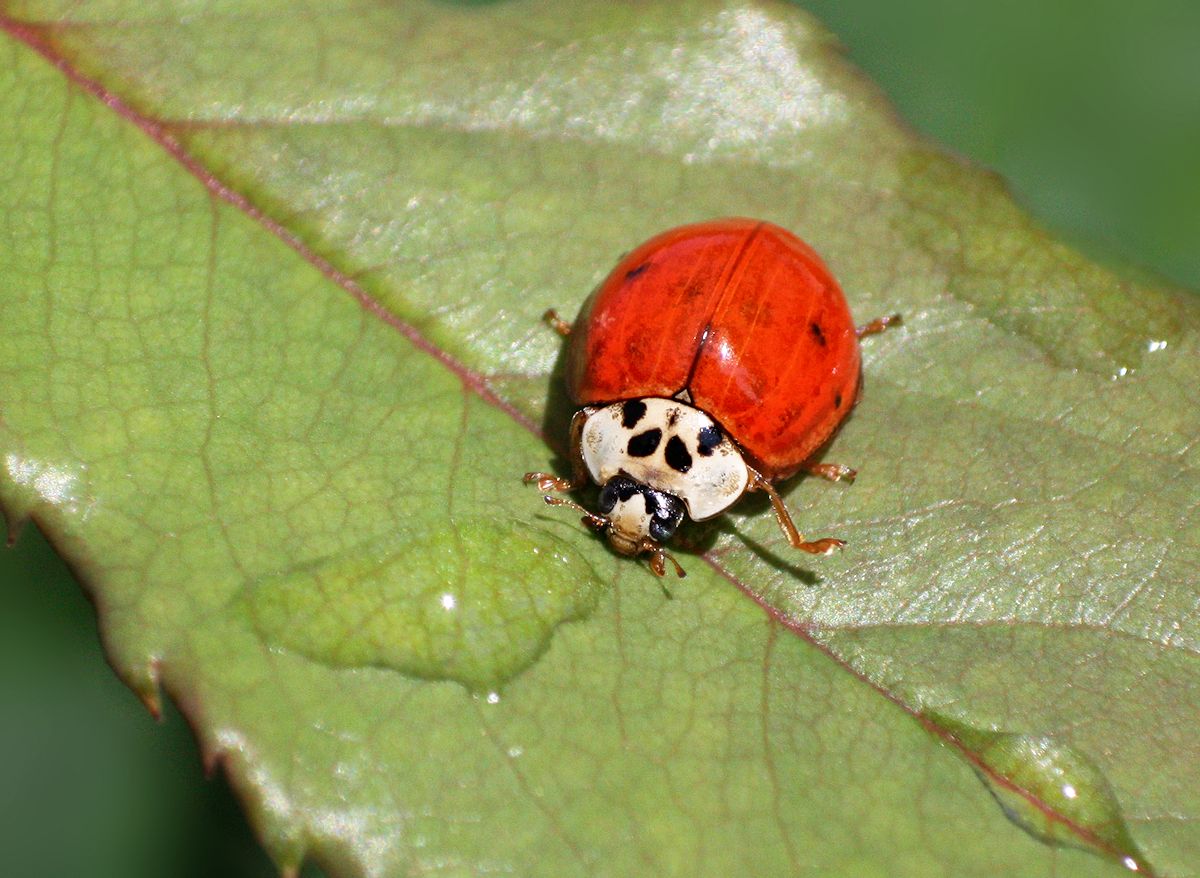 Harmonia axyridis