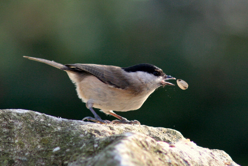 Cincia bigia