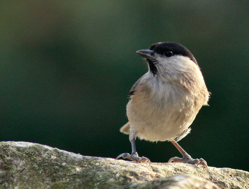 Cincia bigia