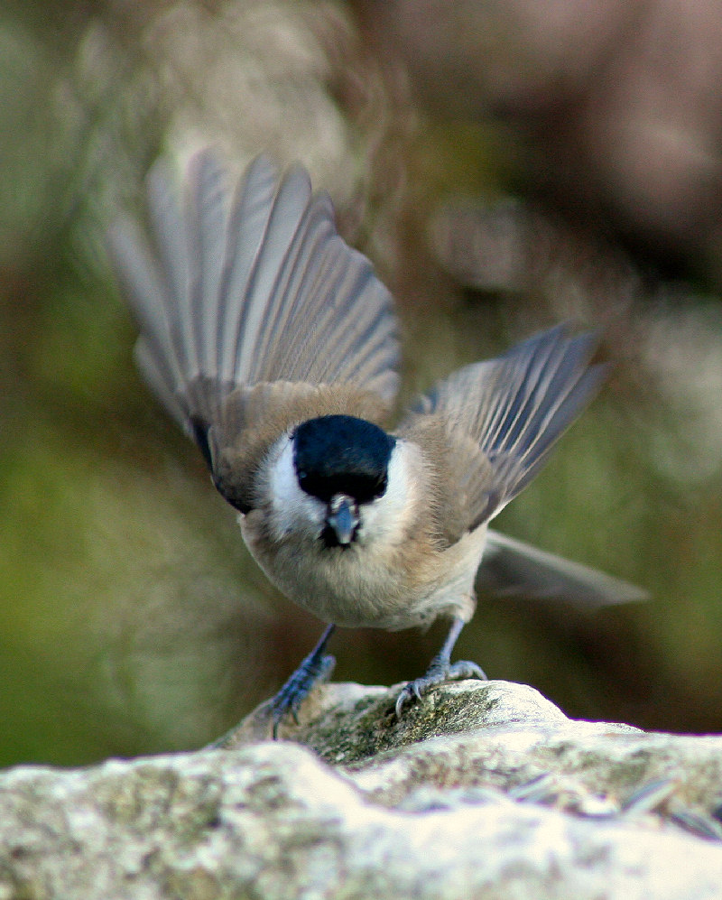 Cincia bigia