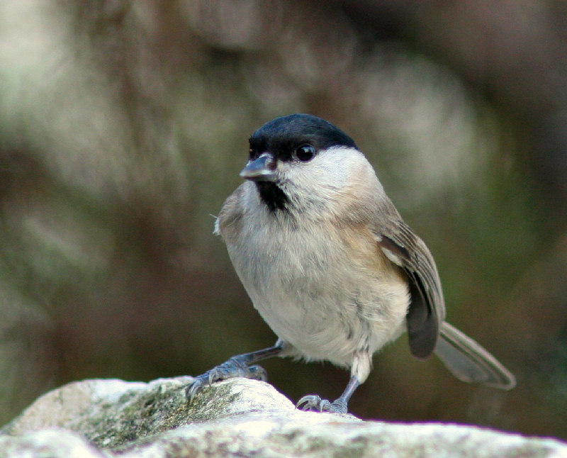 Cincia bigia