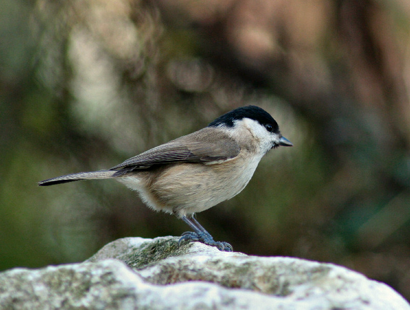 Cincia bigia