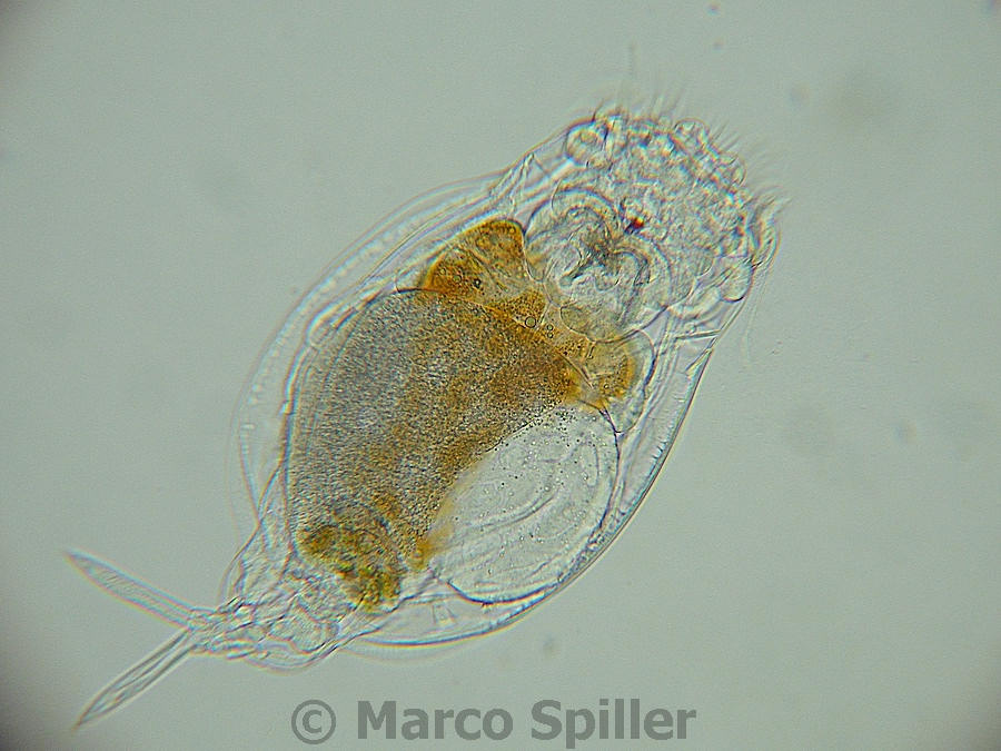 Euchlanis sp