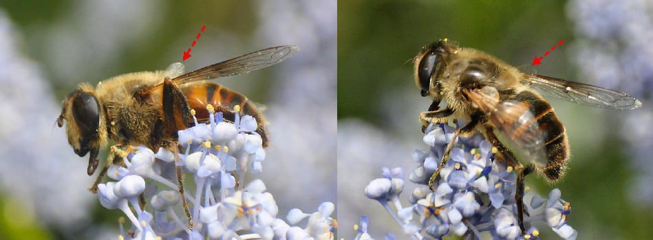 Apis mellifera. No. Eristalis cfr tenax