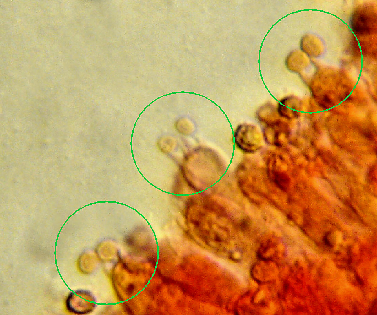 Lepista flaccida - microscopia