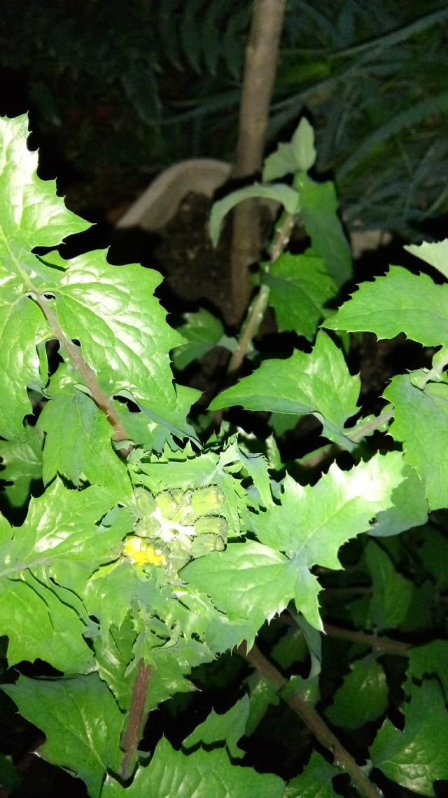 Sonchus oleraceus