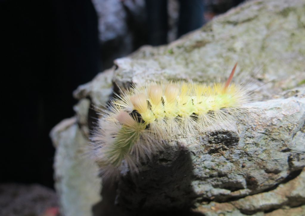 bruco di lepidottero? di cosa si tratta?