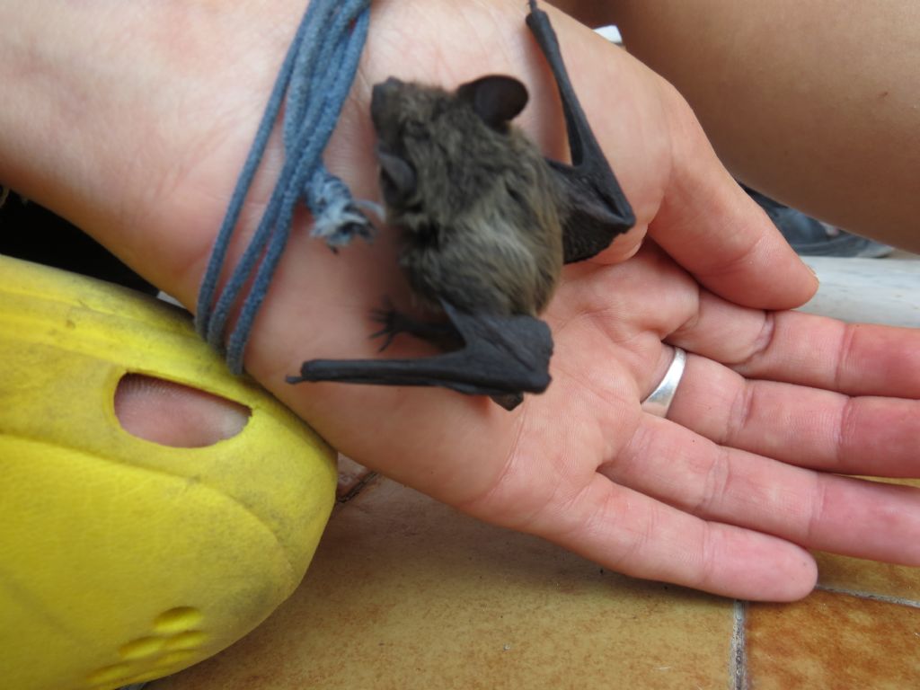 Chirottero da determinare