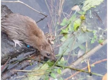 Nutrie o ratti comuni ?  Ratti !