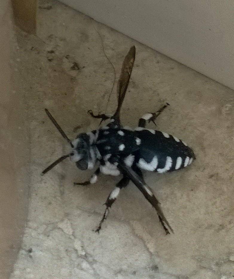 Thyreus sp.