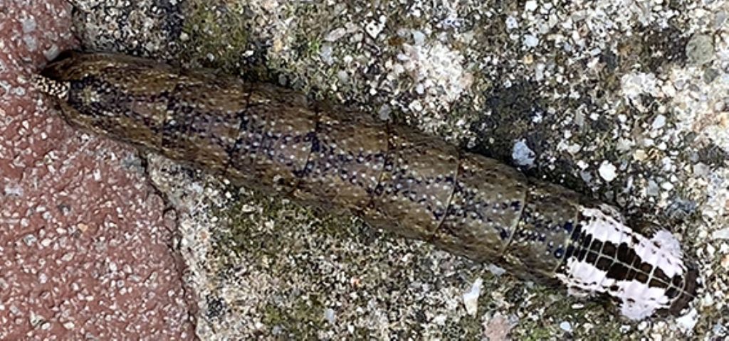 Bruco di ... Acherontia atropos, forma marrone