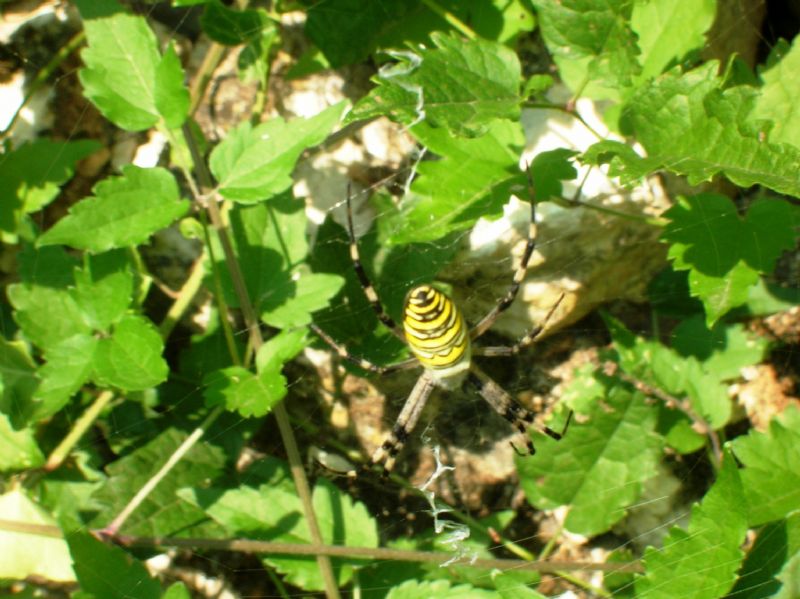 femmina di Argiope bruennichi - Piovene (VC)