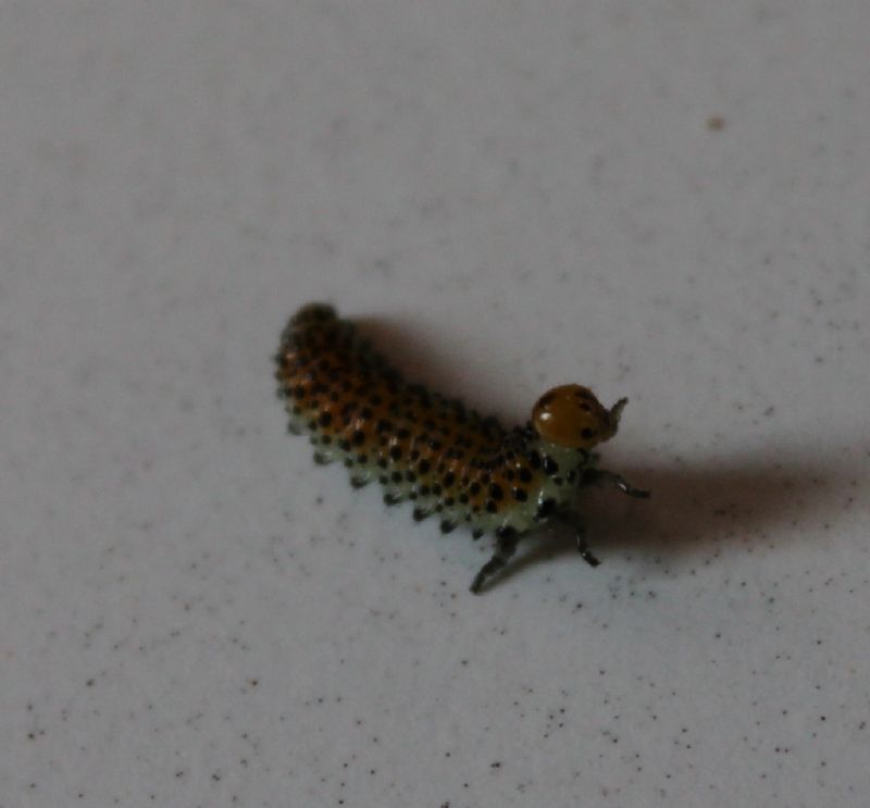 Identificazione bruco (probabile Argidae)