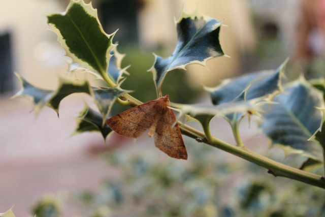 Richiesta Identificazione farfalla - Colotois pennaria