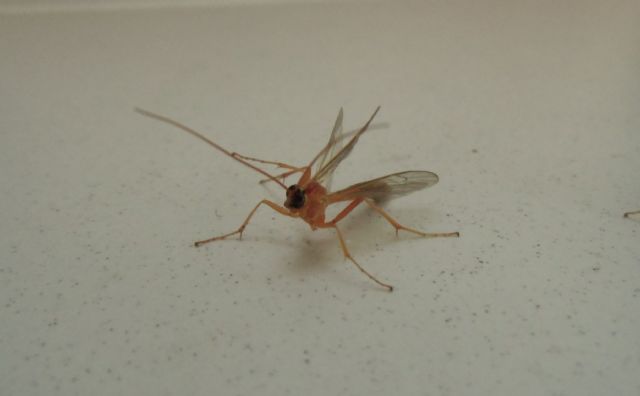 Identificazione zanzara