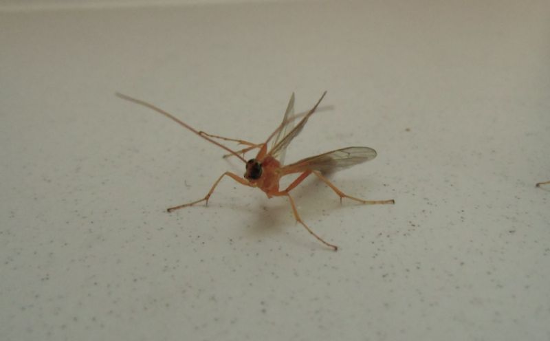 Ichneumonidae