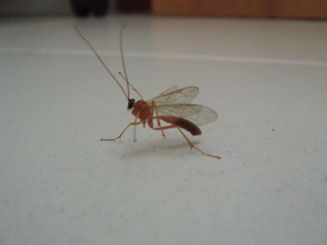 Ichneumonidae