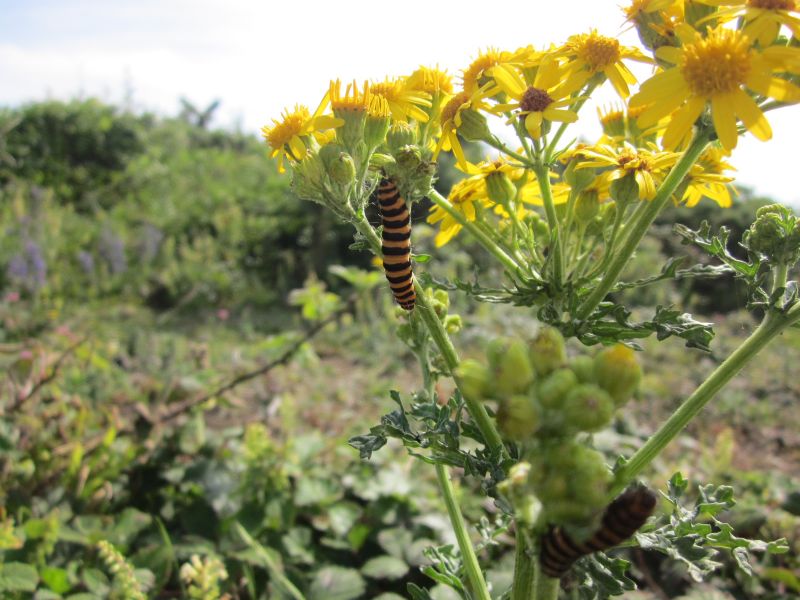 Identificazione bruco - Tyria jacobaeae