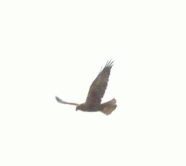 Identificazione rapace